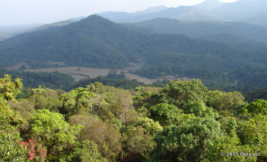 Landscape in Coorg